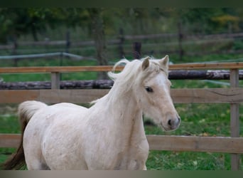 Galés-A, Yegua, 3 años, 115 cm, Palomino