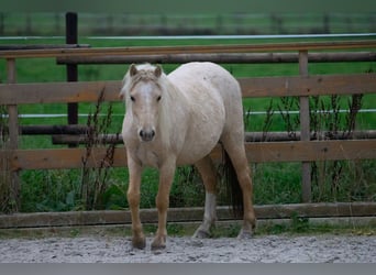 Galés-A, Yegua, 3 años, 115 cm, Palomino