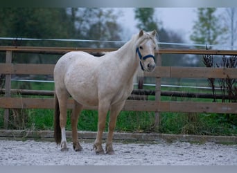 Galés-A, Yegua, 3 años, 115 cm, Palomino