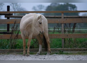 Galés-A, Yegua, 3 años, 115 cm, Palomino