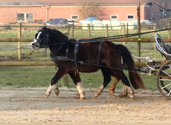 Galés-A, Yegua, 3 años, 116 cm, Negro