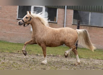 Galés-A, Yegua, 3 años, 118 cm, Palomino