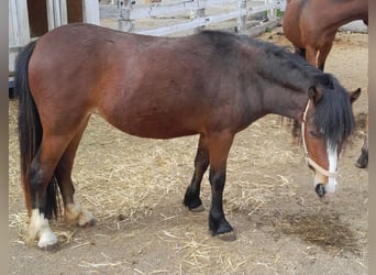 Galés-A, Yegua, 3 años, 120 cm, Castaño