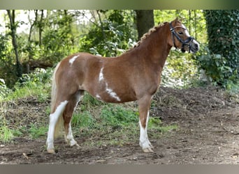 Galés-A, Yegua, 3 años, 121 cm, Alazán