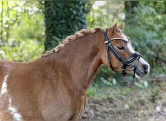 Galés-A, Yegua, 3 años, 121 cm, Alazán