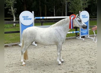 Galés-A, Yegua, 3 años, 121 cm, Tordo