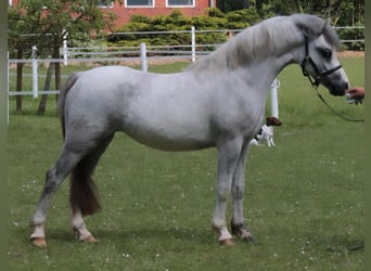 Galés-A, Yegua, 3 años, 123 cm, Tordo rodado