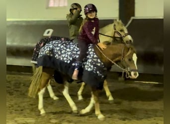 Galés-A, Yegua, 3 años, 125 cm, Alazán