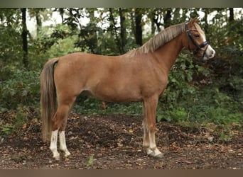 Galés-A, Yegua, 3 años, 125 cm, Alazán