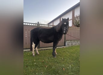 Galés-A, Yegua, 3 años, 125 cm, Negro