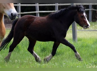 Galés-A, Yegua, 3 años, 128 cm, Castaño