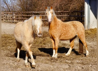 Galés-A, Yegua, 3 años, Palomino