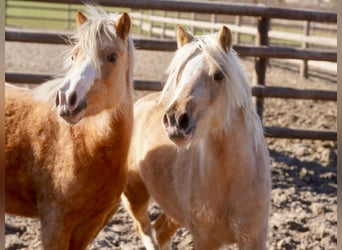 Galés-A, Yegua, 3 años, Palomino