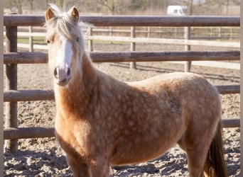 Galés-A, Yegua, 3 años, Palomino