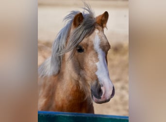 Galés-A, Yegua, 3 años, Palomino