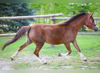 Galés-A, Yegua, 4 años, 115 cm, Alazán