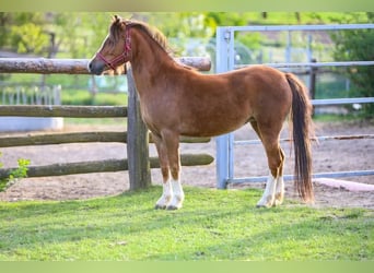 Galés-A, Yegua, 4 años, 115 cm, Alazán