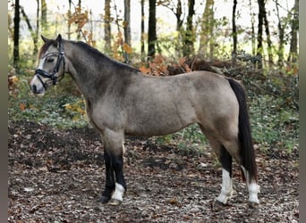 Galés-A, Yegua, 4 años, 115 cm, Bayo