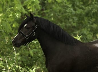 Galés-A, Yegua, 4 años, 116 cm, Negro