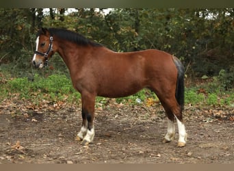 Galés-A, Yegua, 4 años, 117 cm, Castaño