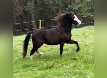 Galés-A, Yegua, 4 años, 118 cm, Morcillo