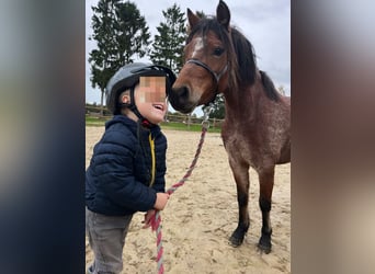 Galés-A, Yegua, 4 años, 120 cm, Ruano alazán