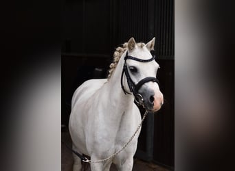 Galés-A, Yegua, 4 años, 120 cm, Tordo