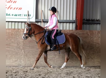 Galés-A, Yegua, 4 años, 121 cm, Alazán-tostado