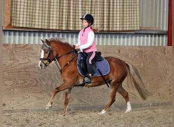 Galés-A, Yegua, 4 años, 121 cm, Alazán-tostado