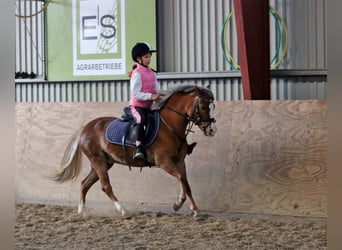 Galés-A, Yegua, 4 años, 121 cm, Alazán-tostado