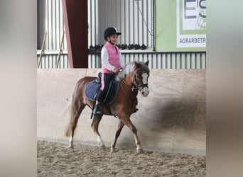 Galés-A, Yegua, 4 años, 121 cm, Alazán-tostado