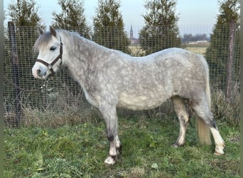 Galés-A, Yegua, 4 años, 121 cm, Tordo rodado