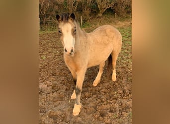 Galés-A, Yegua, 4 años, 122 cm, Bayo