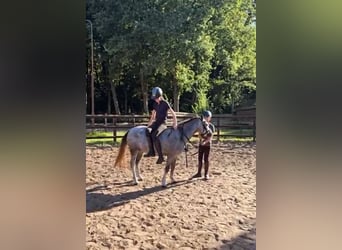 Galés-A, Yegua, 4 años, 122 cm, Tordo