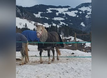 Galés-A, Yegua, 4 años, Tordo rodado