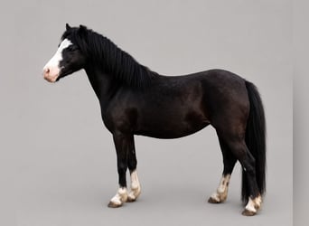 Galés-A, Yegua, 5 años, 118 cm, Negro