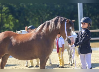 Galés-A, Yegua, 5 años, 121 cm, Alazán-tostado