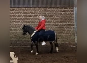 Galés-A, Yegua, 5 años, 121 cm, Ruano azulado