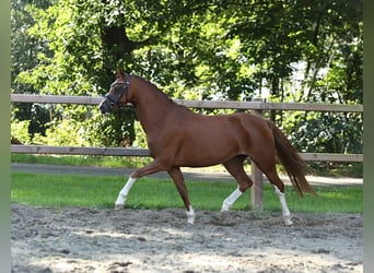 Galés-A, Yegua, 5 años, 132 cm, Alazán