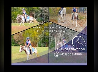 Galés-A Mestizo, Yegua, 5 años, Musgo
