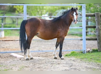 Galés-A, Yegua, 6 años, 115 cm, Castaño