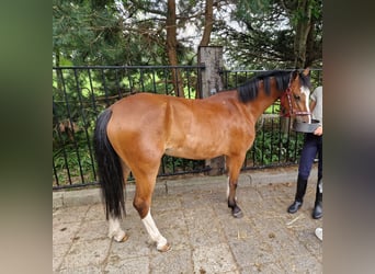Galés-A, Yegua, 6 años, 117 cm, Castaño