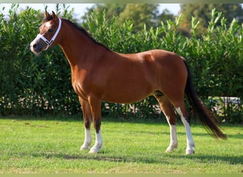 Galés-A, Yegua, 6 años, 120 cm, Castaño