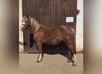 Galés-A, Yegua, 6 años, 121 cm, Alazán