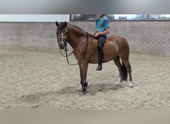 Galés-A, Yegua, 6 años, 122 cm, Castaño