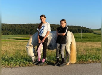 Galés-A Mestizo, Yegua, 7 años, 114 cm, Tordo