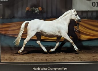 Galés-A, Yegua, 7 años, 122 cm, Palomino