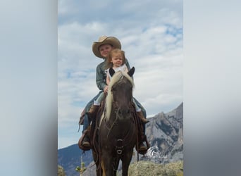 Galés-A Mestizo, Yegua, 7 años, 124 cm, Tordo