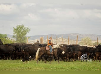 Galés-A Mestizo, Yegua, 7 años, 124 cm, Tordo