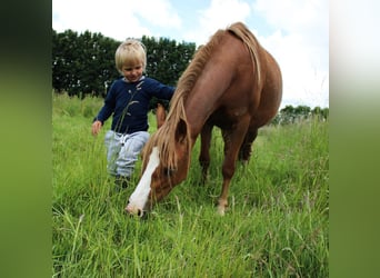 Galés-A, Yegua, 8 años, 120 cm, Alazán